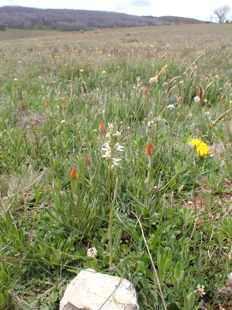 Prasophyllum Candidum