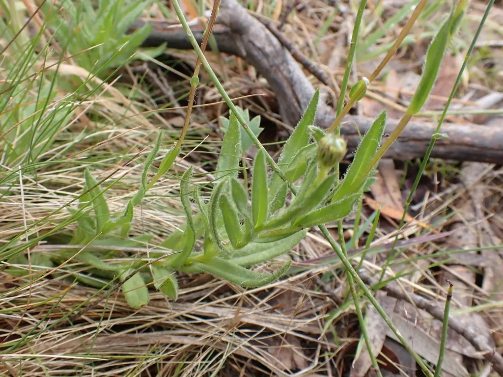 Leptorhynchos Elongatus