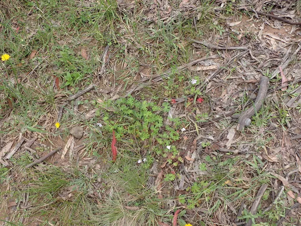Red-stemmed Cranesbill