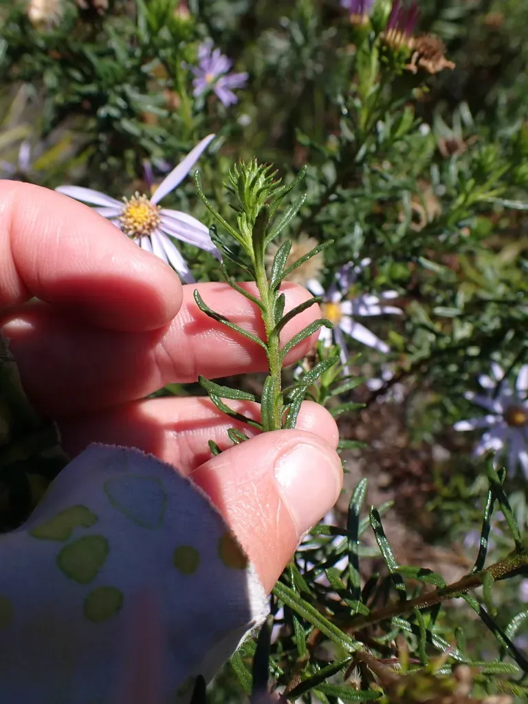 Olearia Tenuifolia