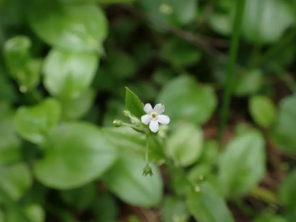 Forest Hound's-tongue