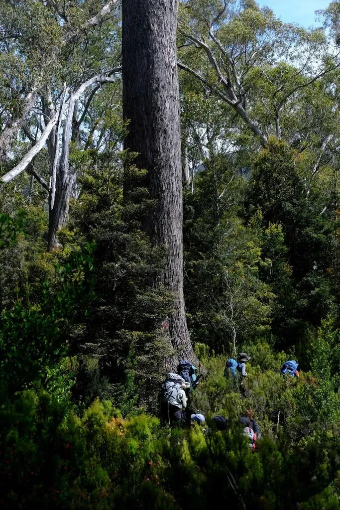 Eucalyptus Tasmaniensis