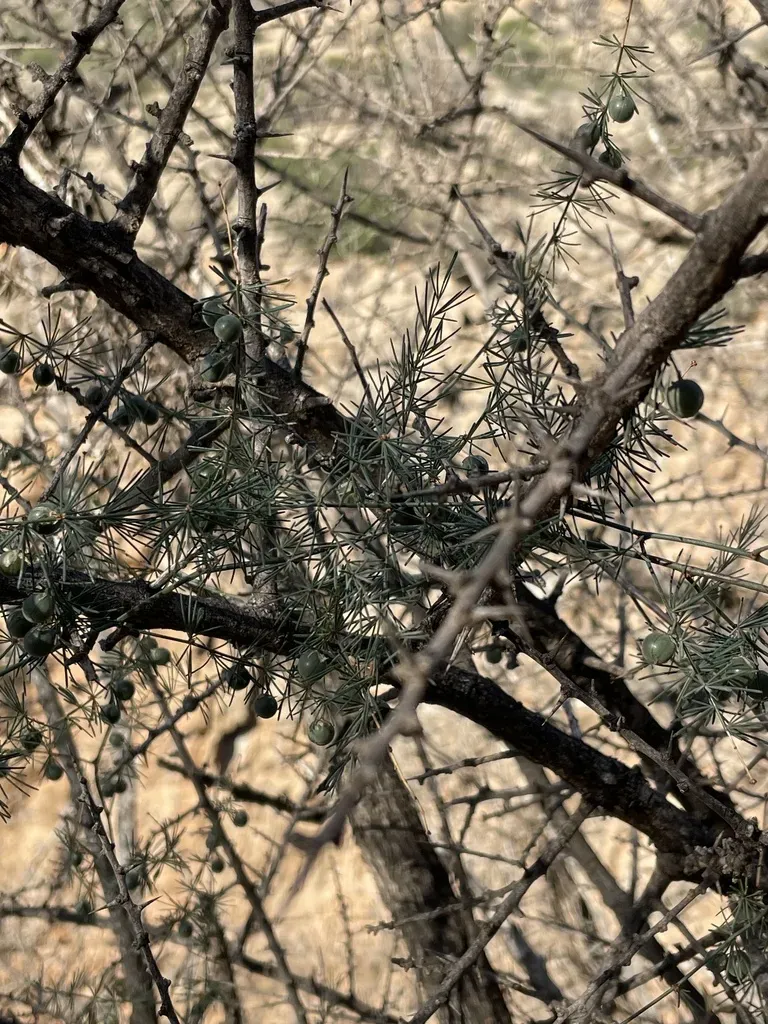 Asparagus Altissimus