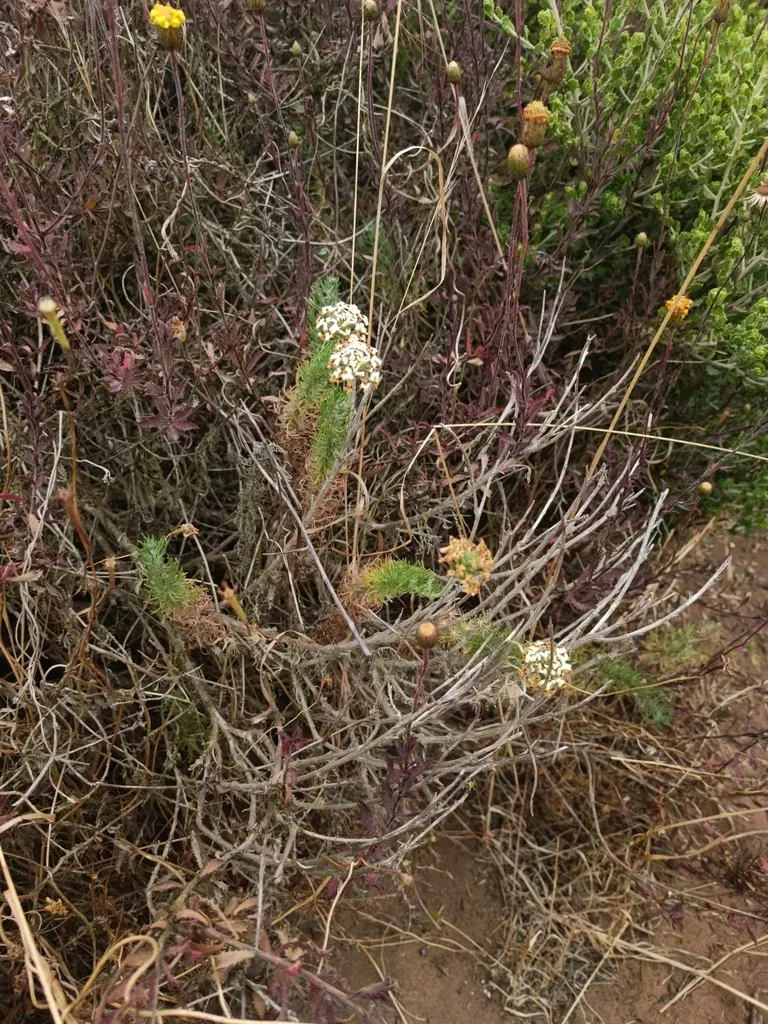 Glandularia Sulphurea