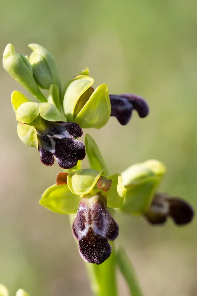 Ophrys Vasconica