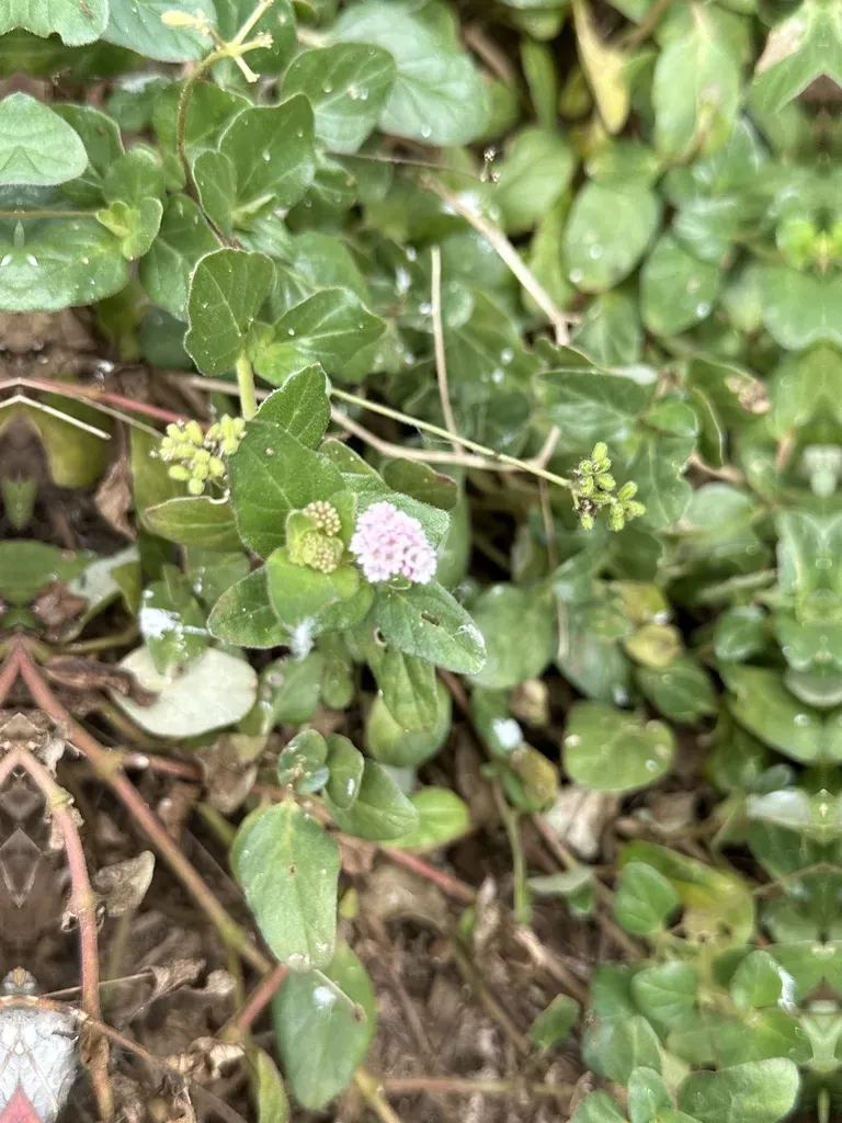 Boerhavia Glabrata