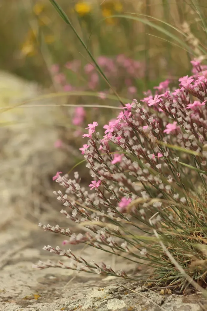 Acantholimon Takhtajanii