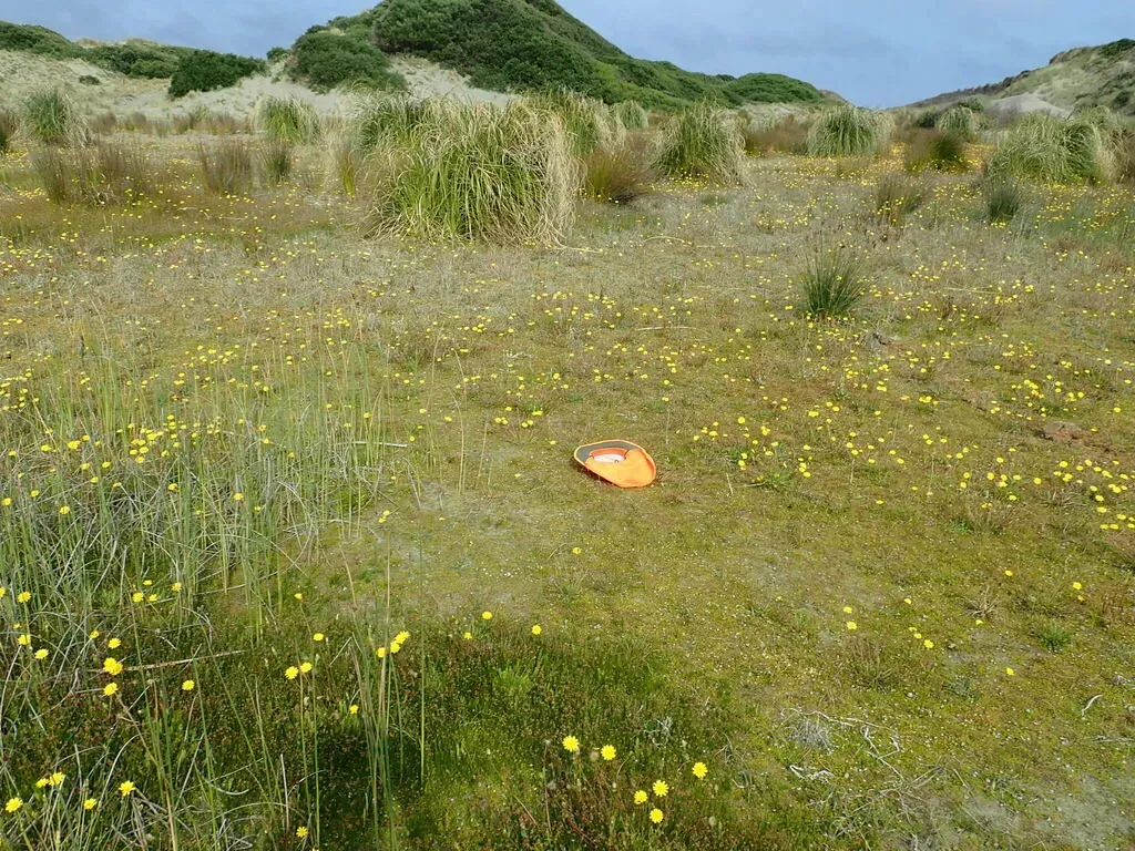 Myriophyllum Votschii