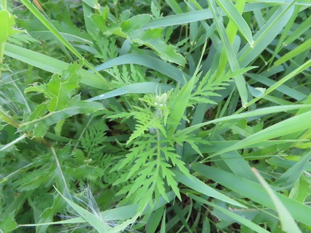 Common Ragweed