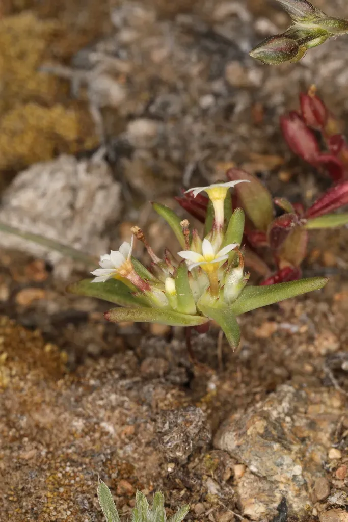 Dwarf Starcup