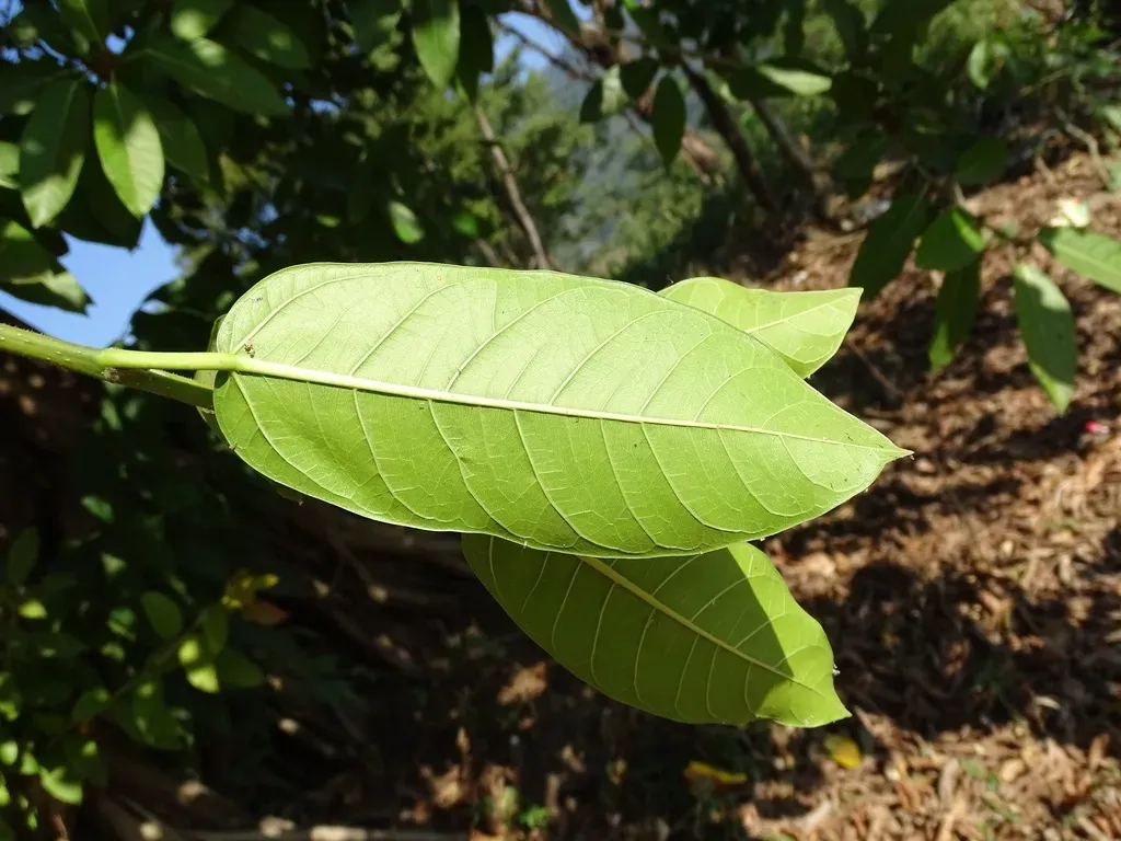 Costa Rica Strangler Fig
