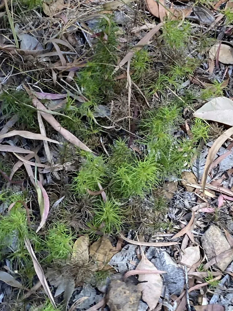 Desmocladus Fasciculatus