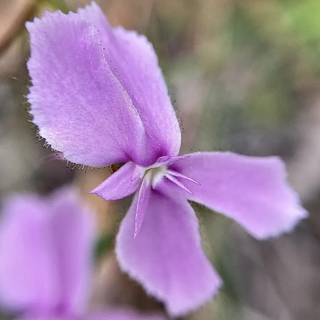 Stylidium Nymphaeum