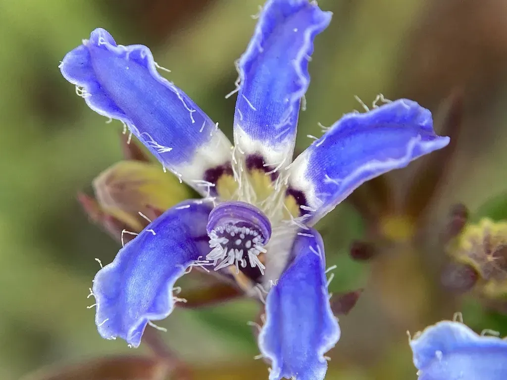 Lechenaultia Expansa