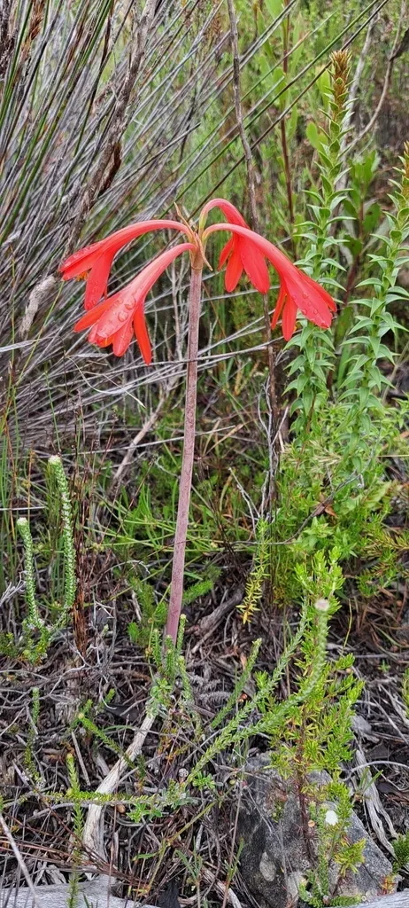 Garden Route Firelily