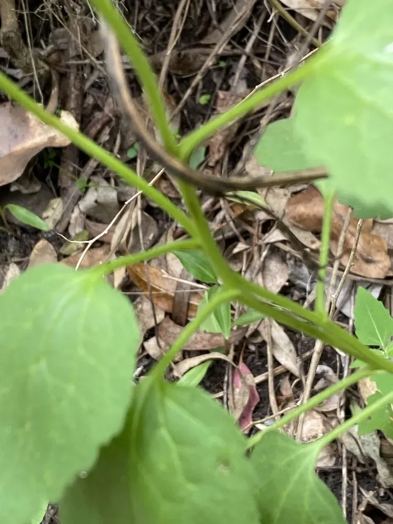 Large-flowered Goodenia