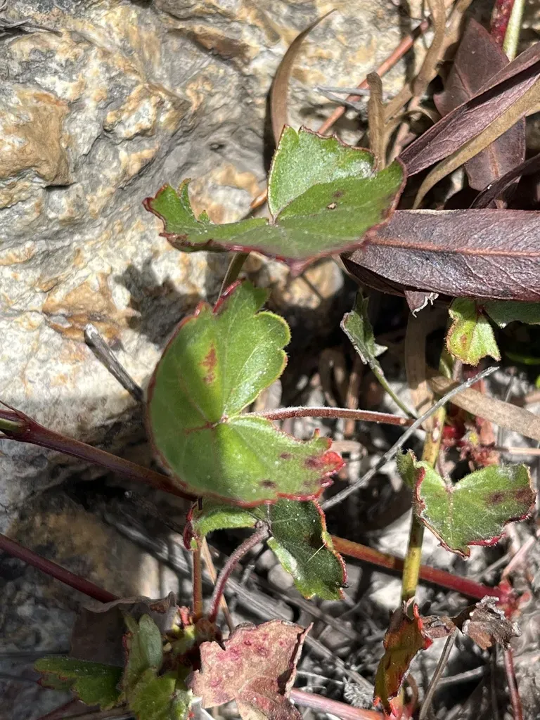 Bristle-leaf Pelargonium