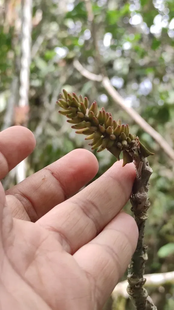Erythrina Rubrinervia