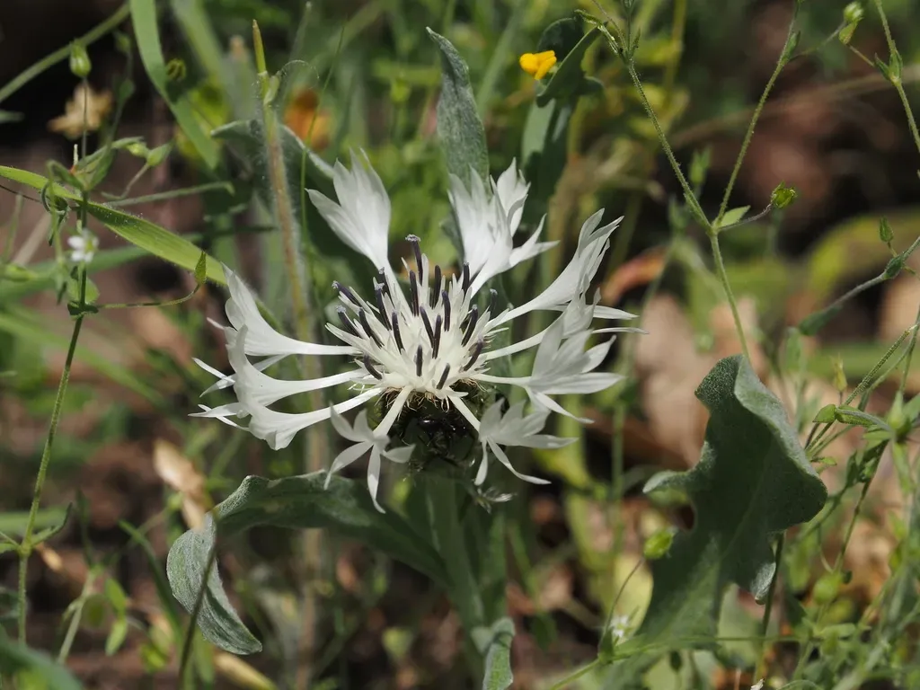 Centaurea Thirkei