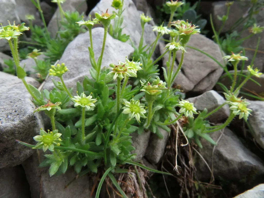 Eastern Saxifrage