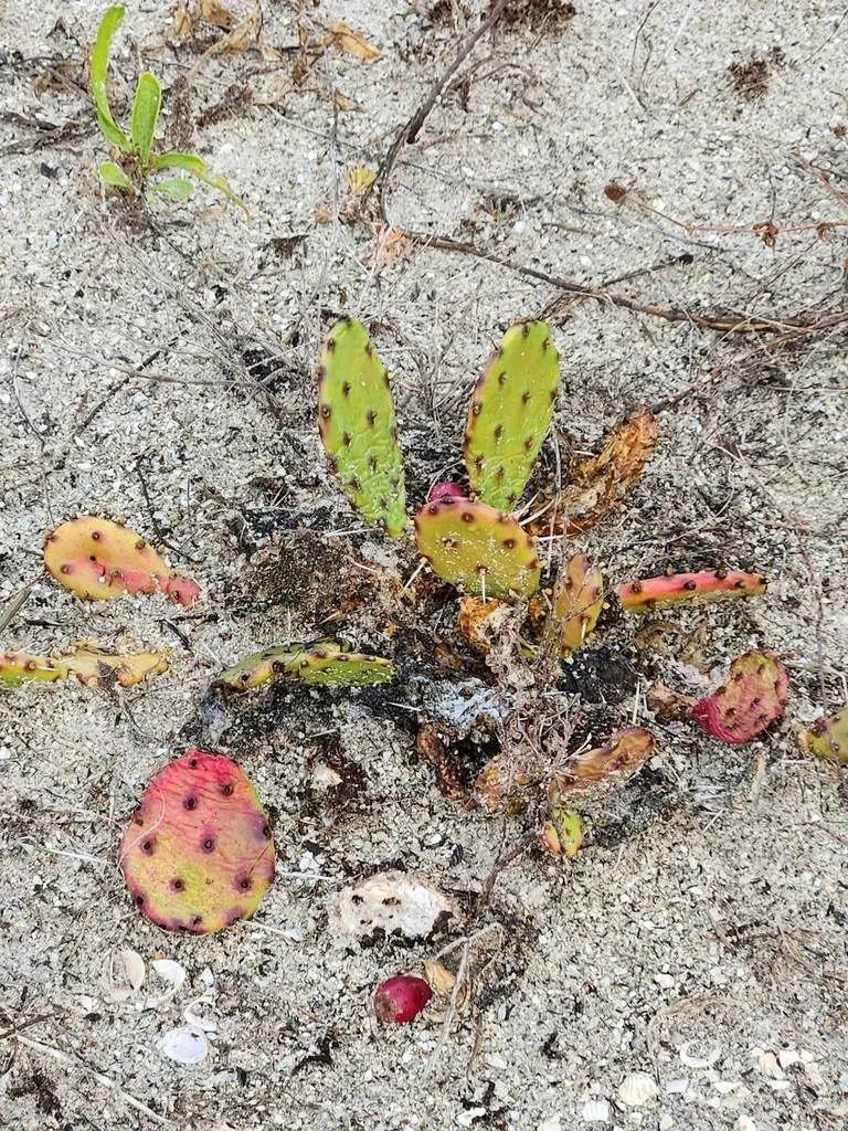 Eastern Prickly Pear