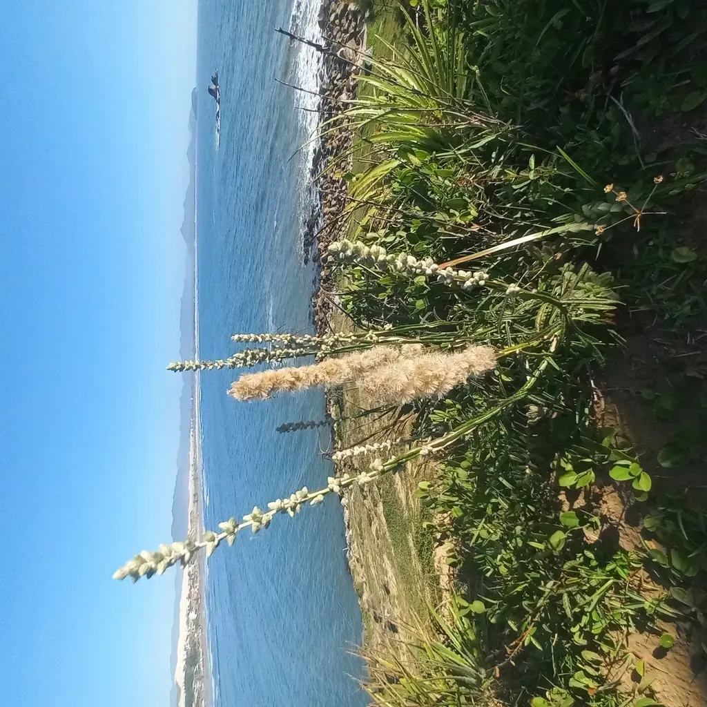 Pterocaulon Lorentzii