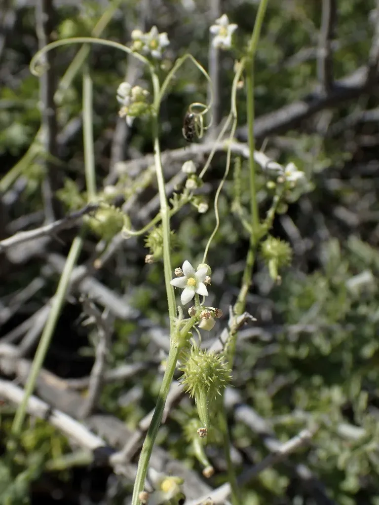 Vaseyanthus Insularis