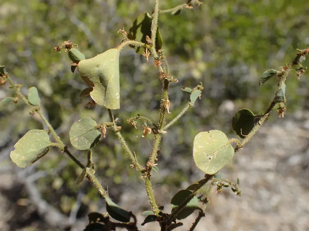 Andrachne Microphylla