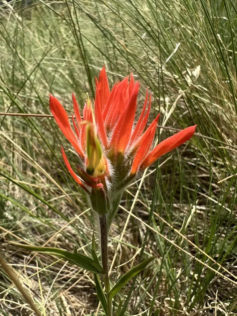 Wooton's Paintbrush