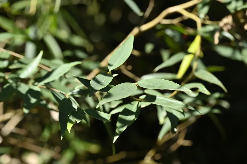 Wikstroemia Lanceolata