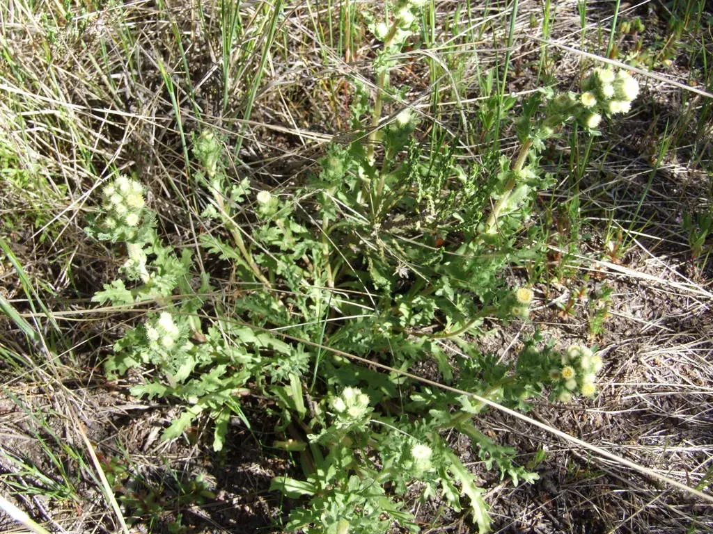 Laennecia Artemisiifolia