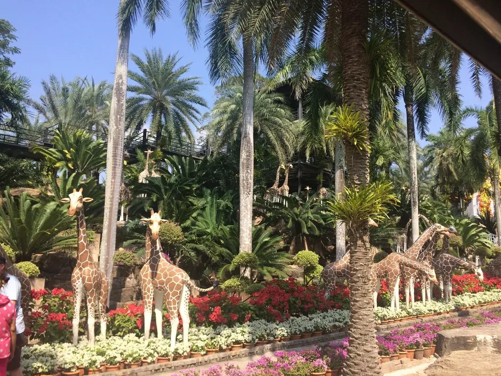 Silver Date Palm