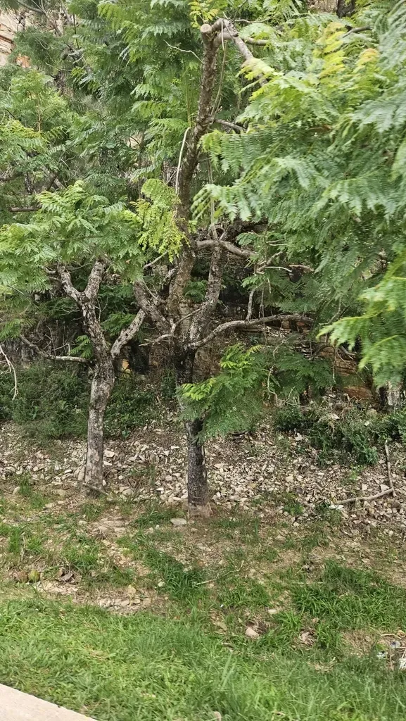 Jacaranda Cuspidifolia