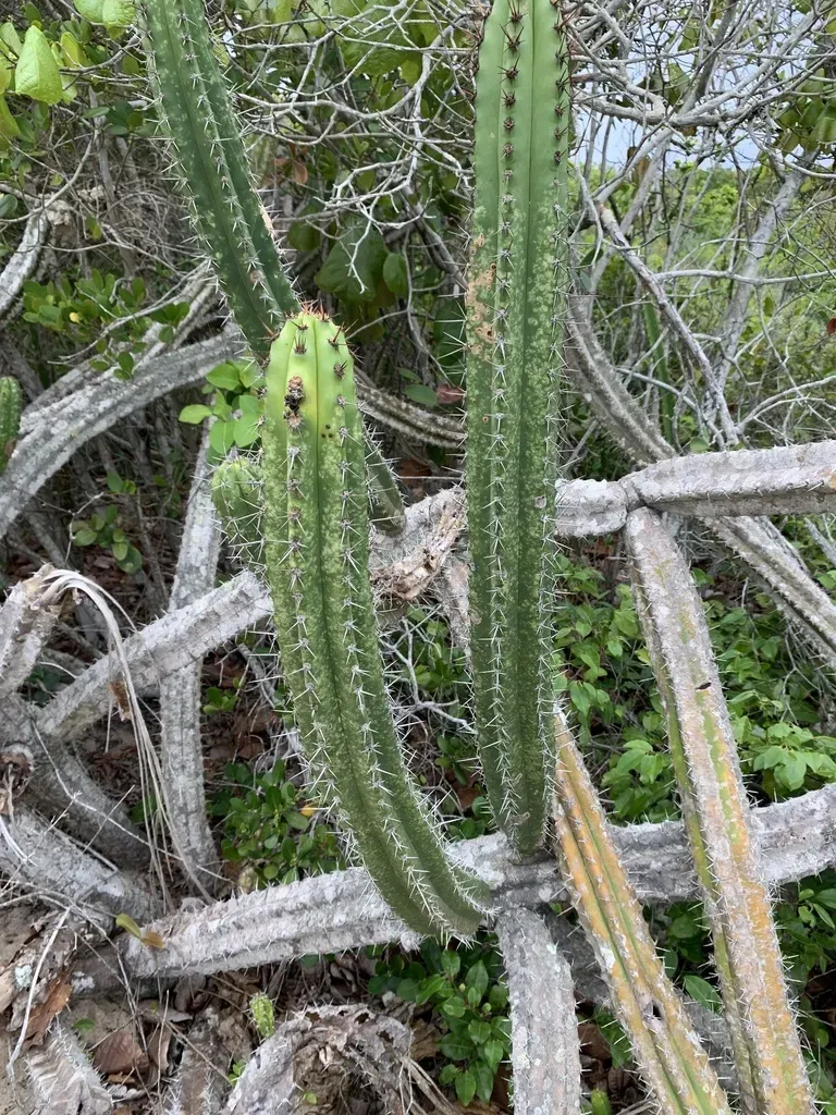Pilosocereus Arrabidae