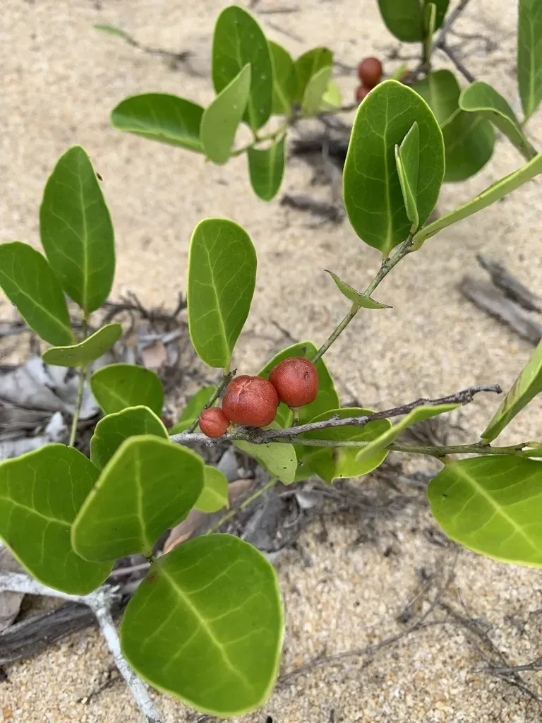 Maytenus Obtusifolia