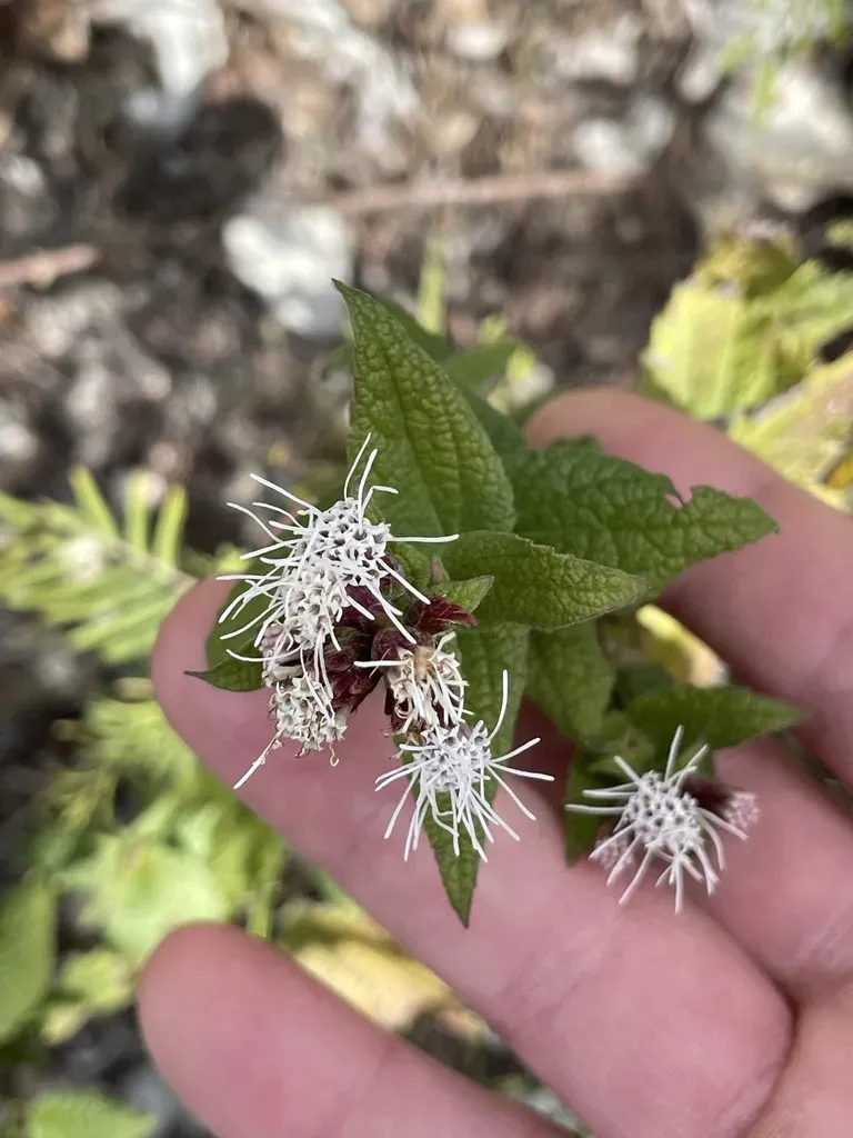 Bigelow's Thoroughwort