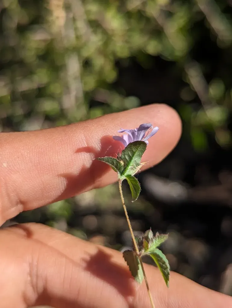 Loeselia Involucrata