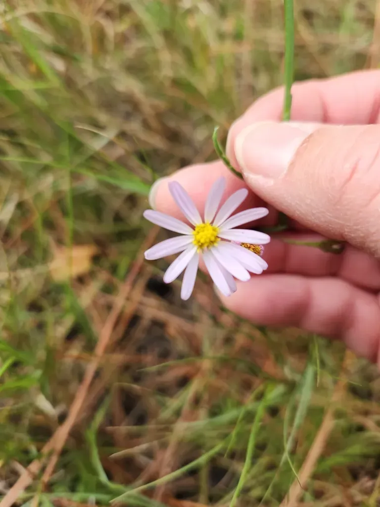 Perennial Saltmarsh Aster