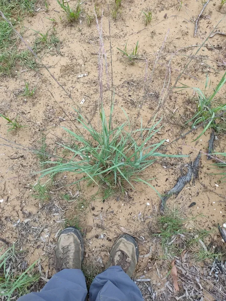 Eragrostis Interrupta