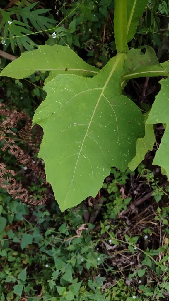 Verbesina Fastigiata