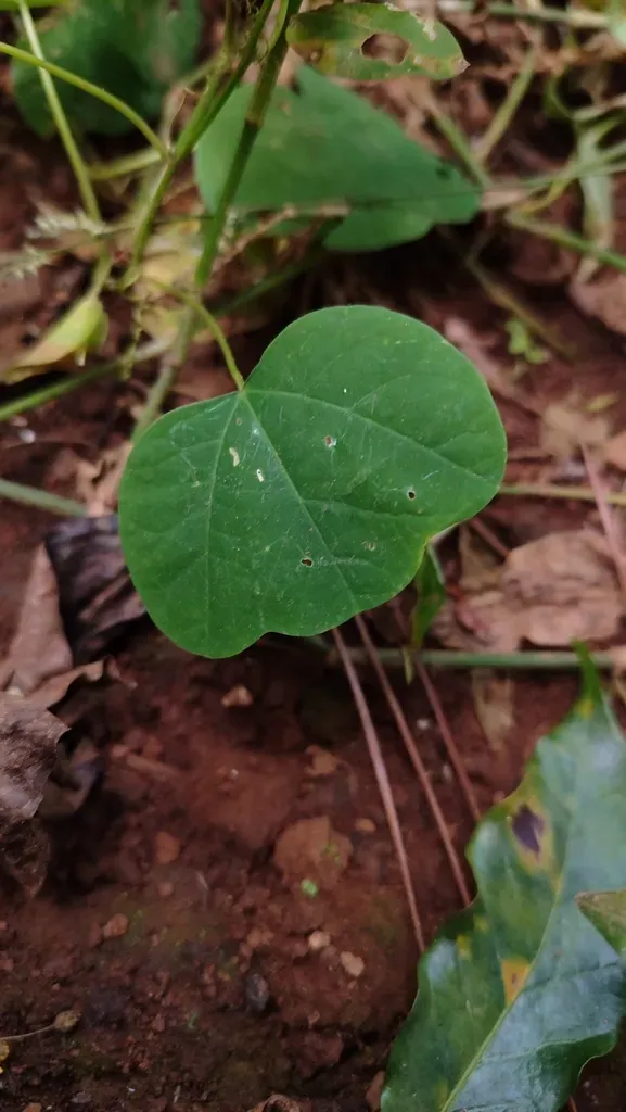 Slender Passionflower