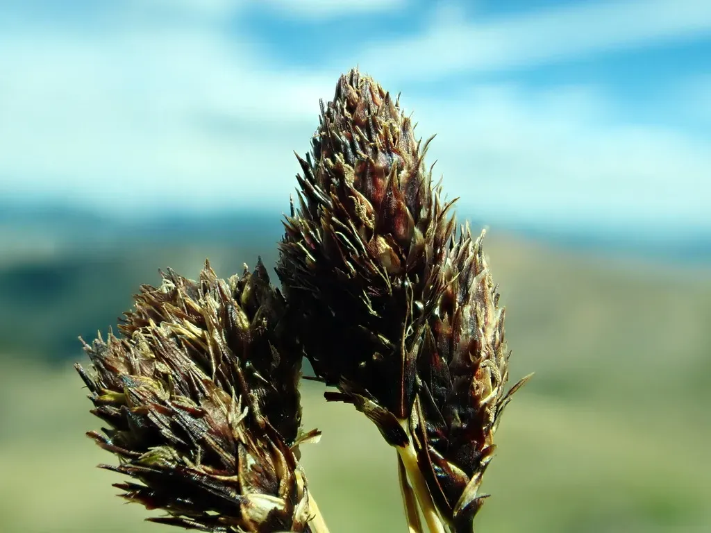 Copper-scale Sedge