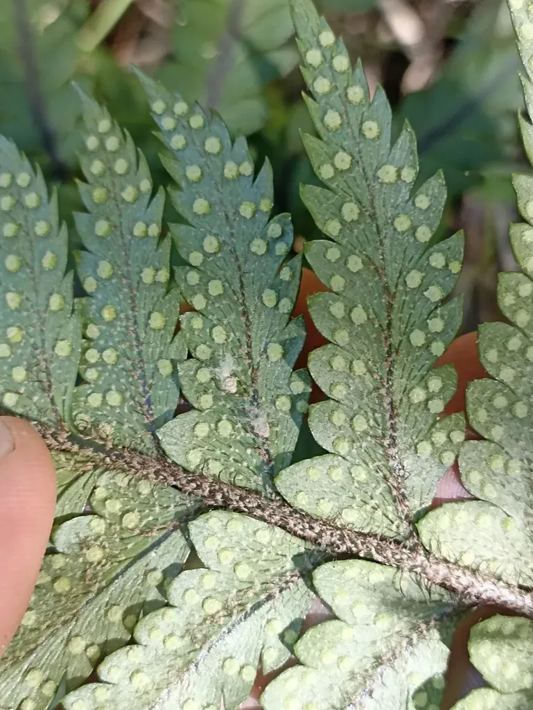 Polystichum Wawranum