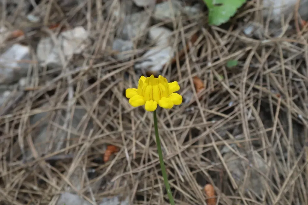 Small-flowered Crown-vetch