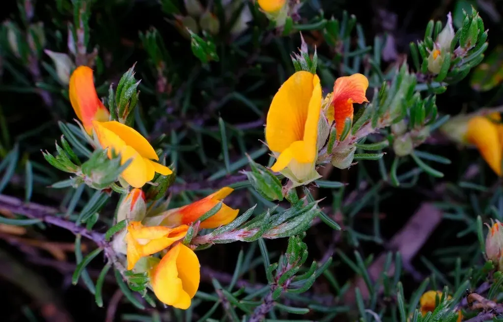 Alpine Bush-pea