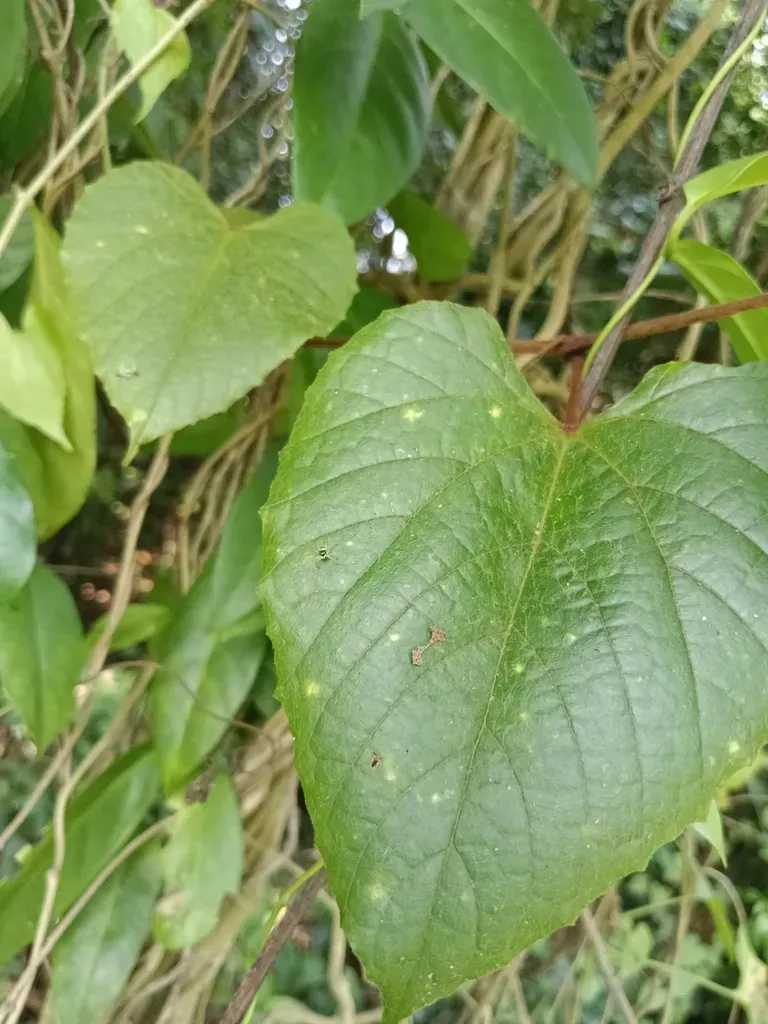 Ampelocissus Latifolia