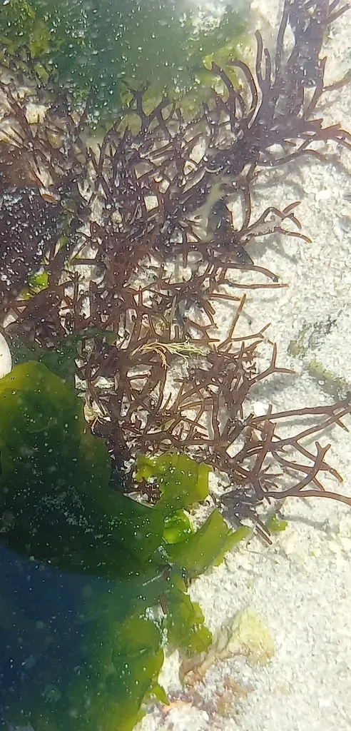 Trematocarpus Flabellatus