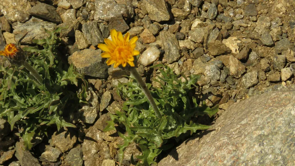 Hypochaeris Tenuifolia