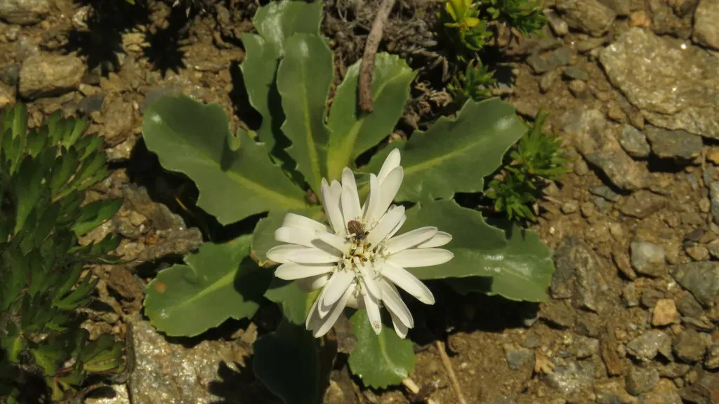 Perezia Bellidifolia