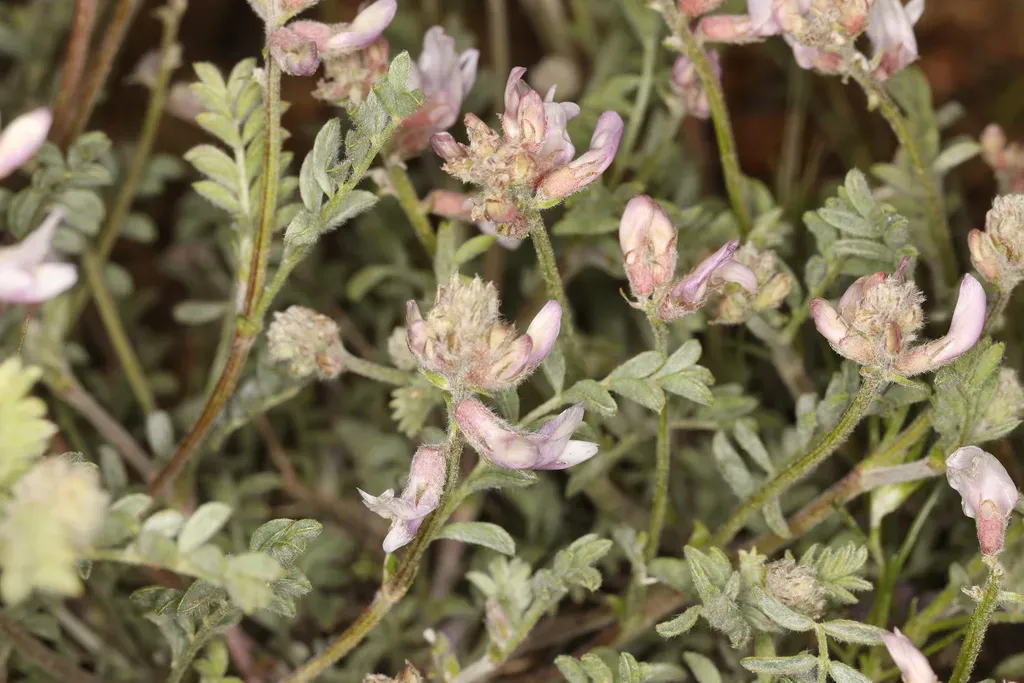Anderson's Milkvetch
